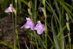 Thickleaf waterwillow